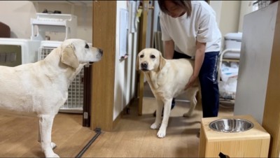 女性に腰を掴まれる犬