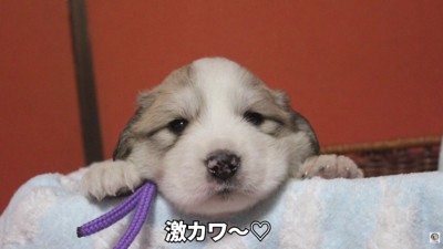 昔から甘えん坊