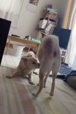 遊ぶときも息がピッタリ