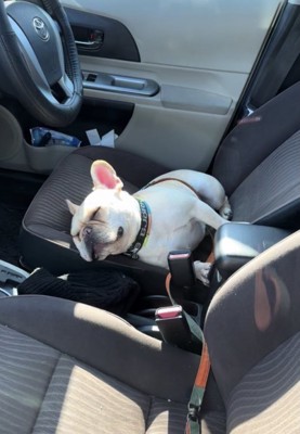 一瞬で寝落ち。