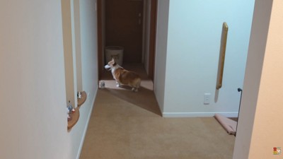 お兄ちゃんの部屋を覗いています