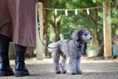 トイプードルと神社