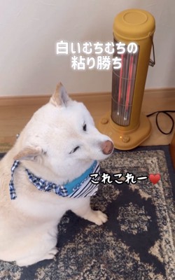 ストーブの横で座る犬