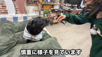 お互いに様子をうかがっています