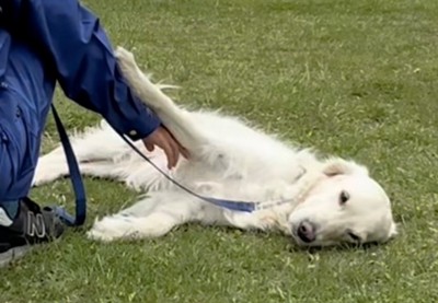 前足を人の腕に乗せる犬