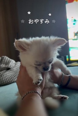眠る犬3