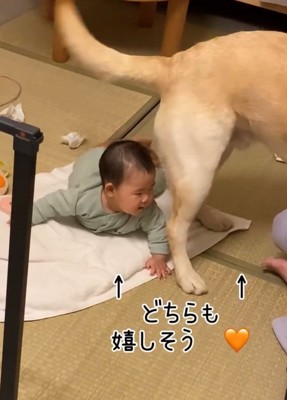 尻尾を振る犬と赤ちゃん
