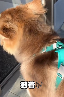 病院についた琥珀くん