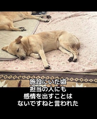 とってもおとなしい性格