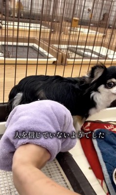 手から逃げていくティッチちゃん