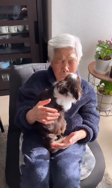 お年寄りの女性の膝に乗って顔を舐めるチワワ