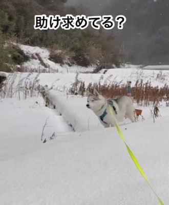 雪の上は得意じゃないみたい…