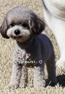可愛いパピーに♡