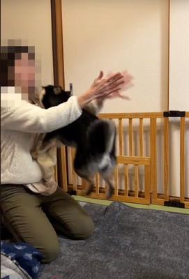 犬の後ろで手を鳴らす人