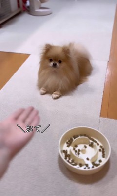 顔を乗せるなごみちゃん