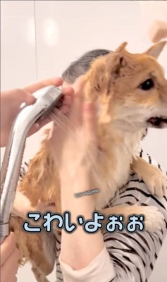 飼い主に抱っこされてシャワーをかけられている柴犬「こわいよぉぉ」