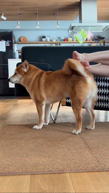 飼い主さんの足でセルフなでをする犬