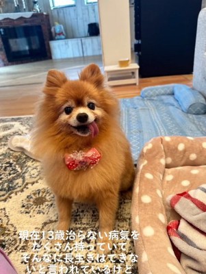 お座りするマハロちゃん