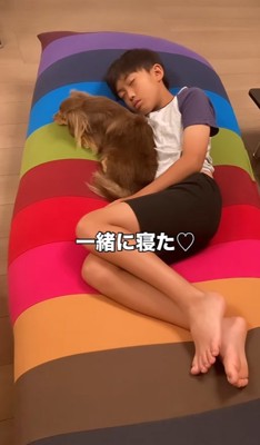 子供と並んで眠る小型犬