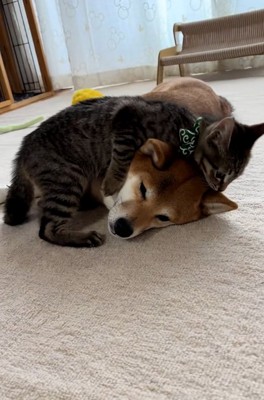 あんずちゃんが大好きなゆずくん