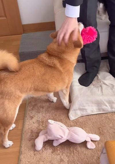 撫でてもらう犬