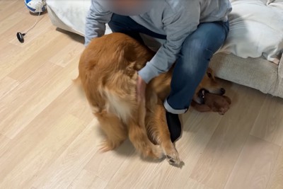 おしりを撫でてもらう犬