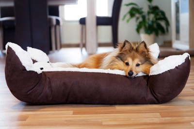 犬用ベッドでくつろぐシェルティ