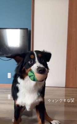 座ったままキャッチしたはくちゃん