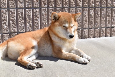 日光浴、眠い柴犬