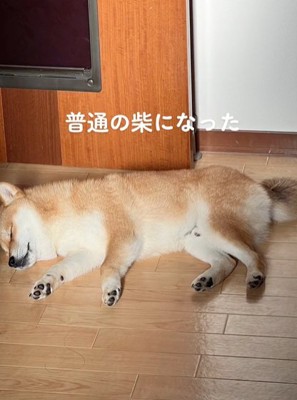 フローリングで寝転ぶ柴犬