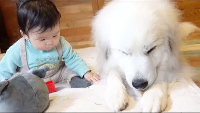 おやつを食べる犬と、その様子を眺める赤ちゃん