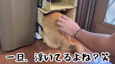 ダンボール箱に籠城