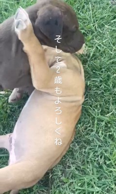 リバくんが2歳になるまで⑩