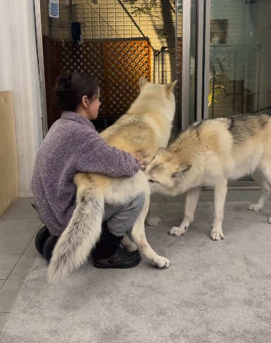座る女性の太ももにお尻を乗せて甘える狼犬のニオイを嗅ぐ別の狼犬