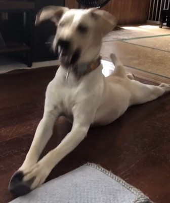 顔を振りながら遊ぶ犬