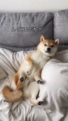 飼い主の足の上にもたれかかる犬