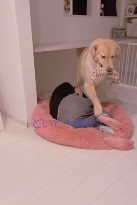 全然どけないパパ