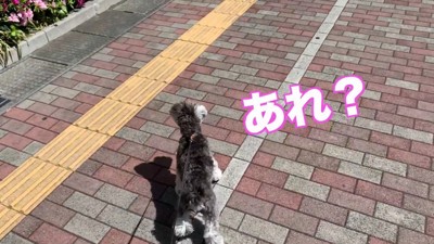 パパさんを見て立ち止まりました