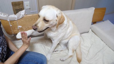 きなこちゃんにハイタッチを求めたら