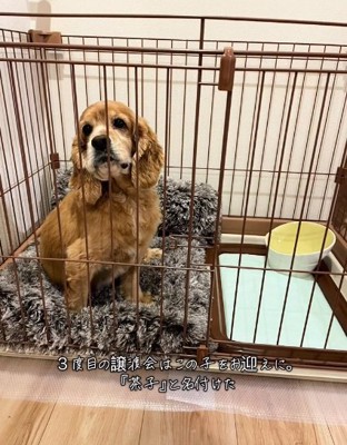 ケージの中の茶子ちゃん