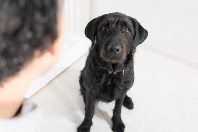 見上げる黒い犬