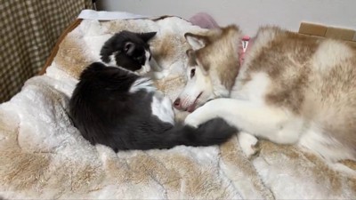 シャンテちゃん＆バロンちゃん3