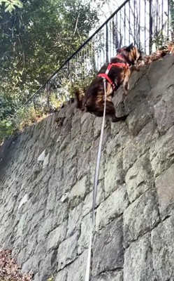 登り終わりそうなトシくん