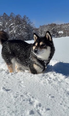ももちゃんの雪遊び6
