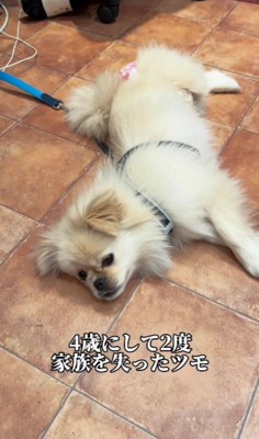 ずっとのおうちに巡り合えない…