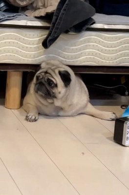 横を向くしーちゃん