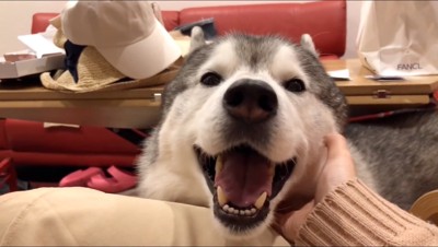 笑顔で女性を見る犬