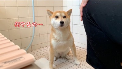 飼い主を上目使いで見つめる犬