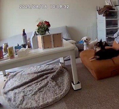 少し戸惑い気味?