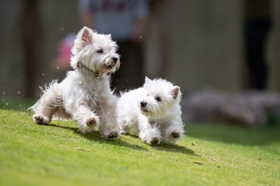 二匹のウェスティ